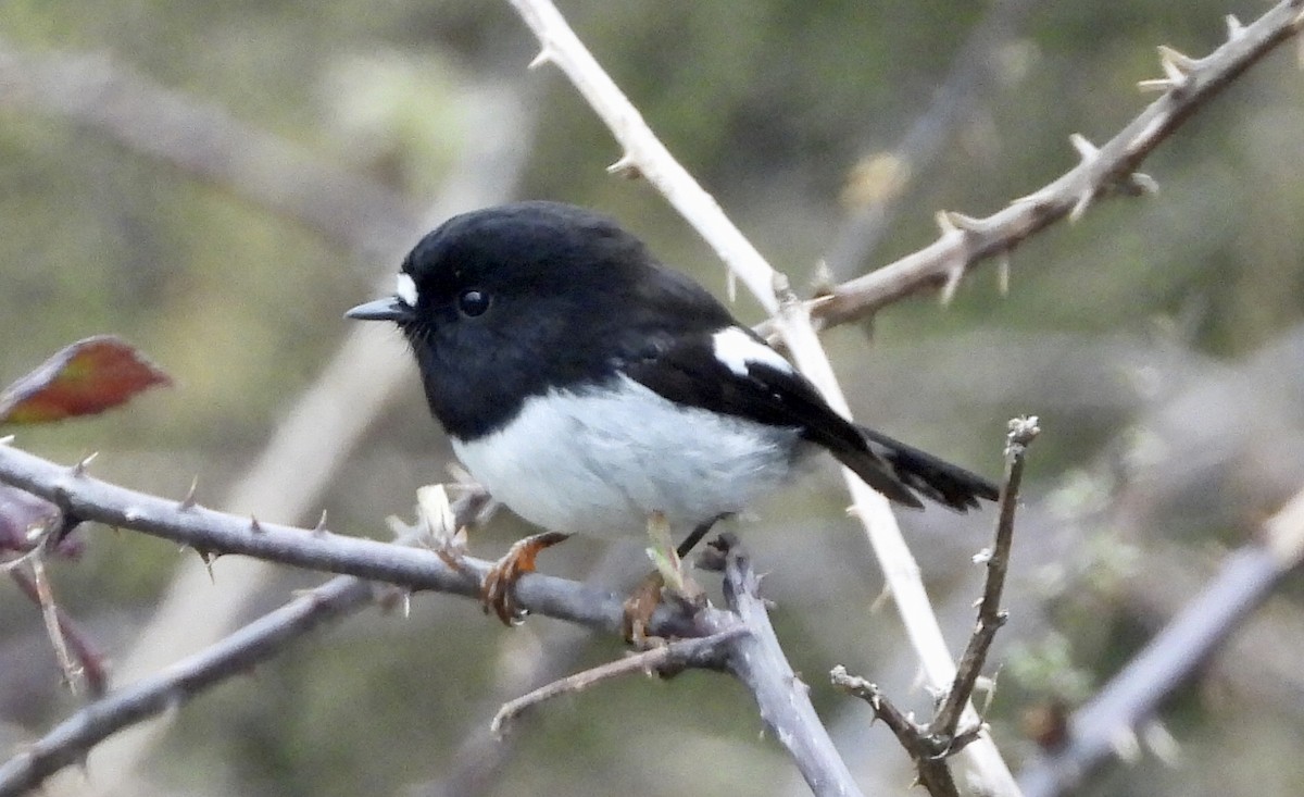 Tomtit Bülbülü - ML642574435