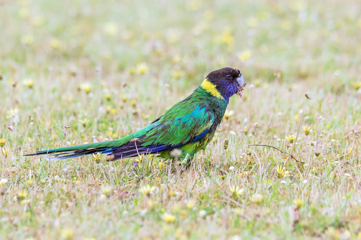 Australian Ringneck (Twenty-eight) - ML642574482