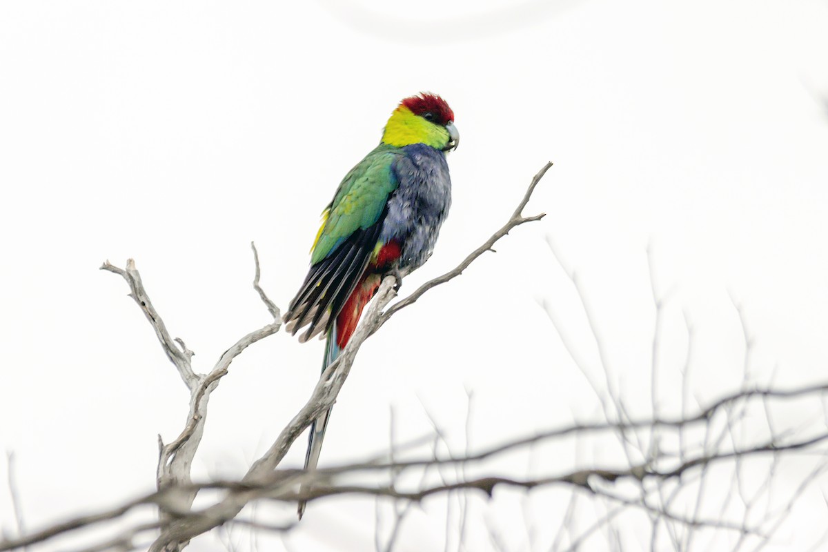 Red-capped Parrot - ML642574485
