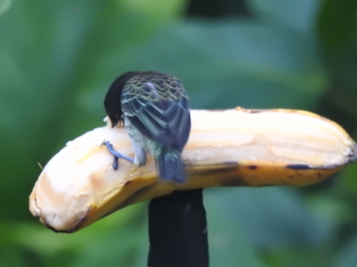 ノドアカフウキンチョウ - ML642574515