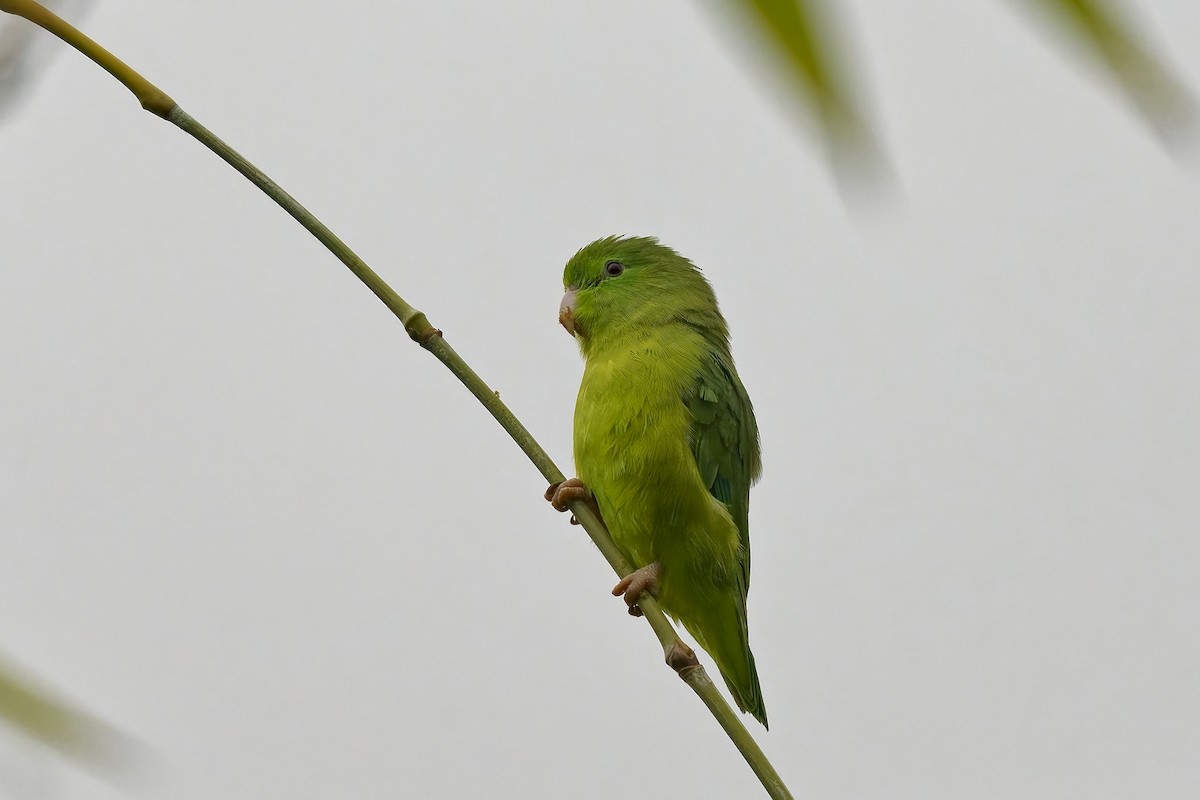 Spectacled Parrotlet - ML642574519