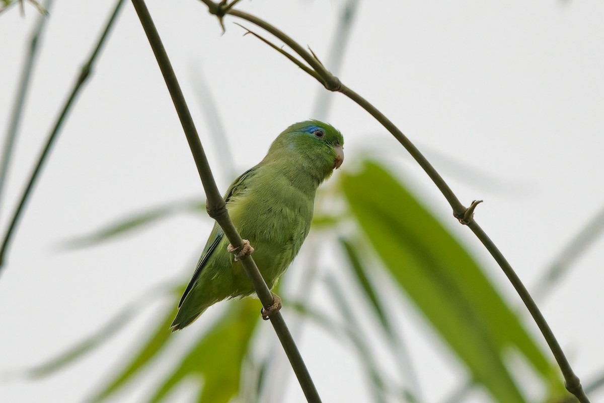 Spectacled Parrotlet - ML642574521