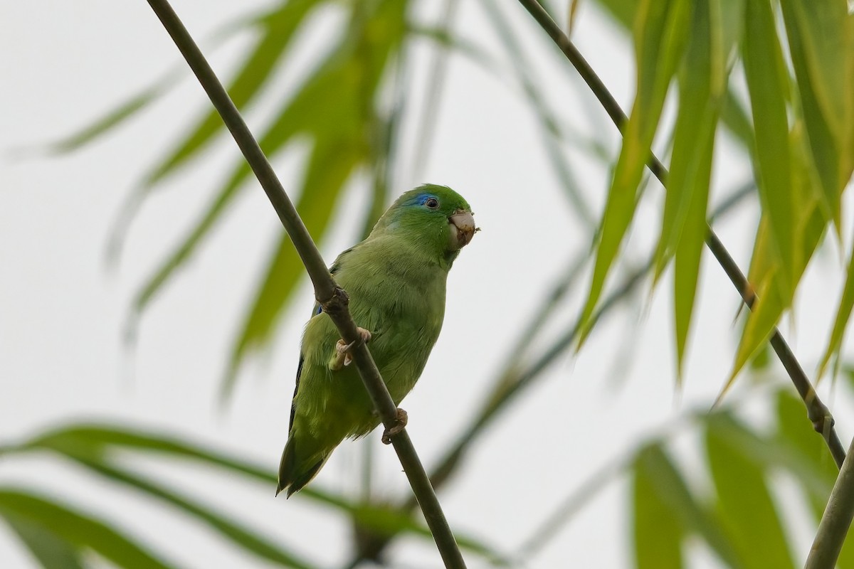 Spectacled Parrotlet - ML642574526