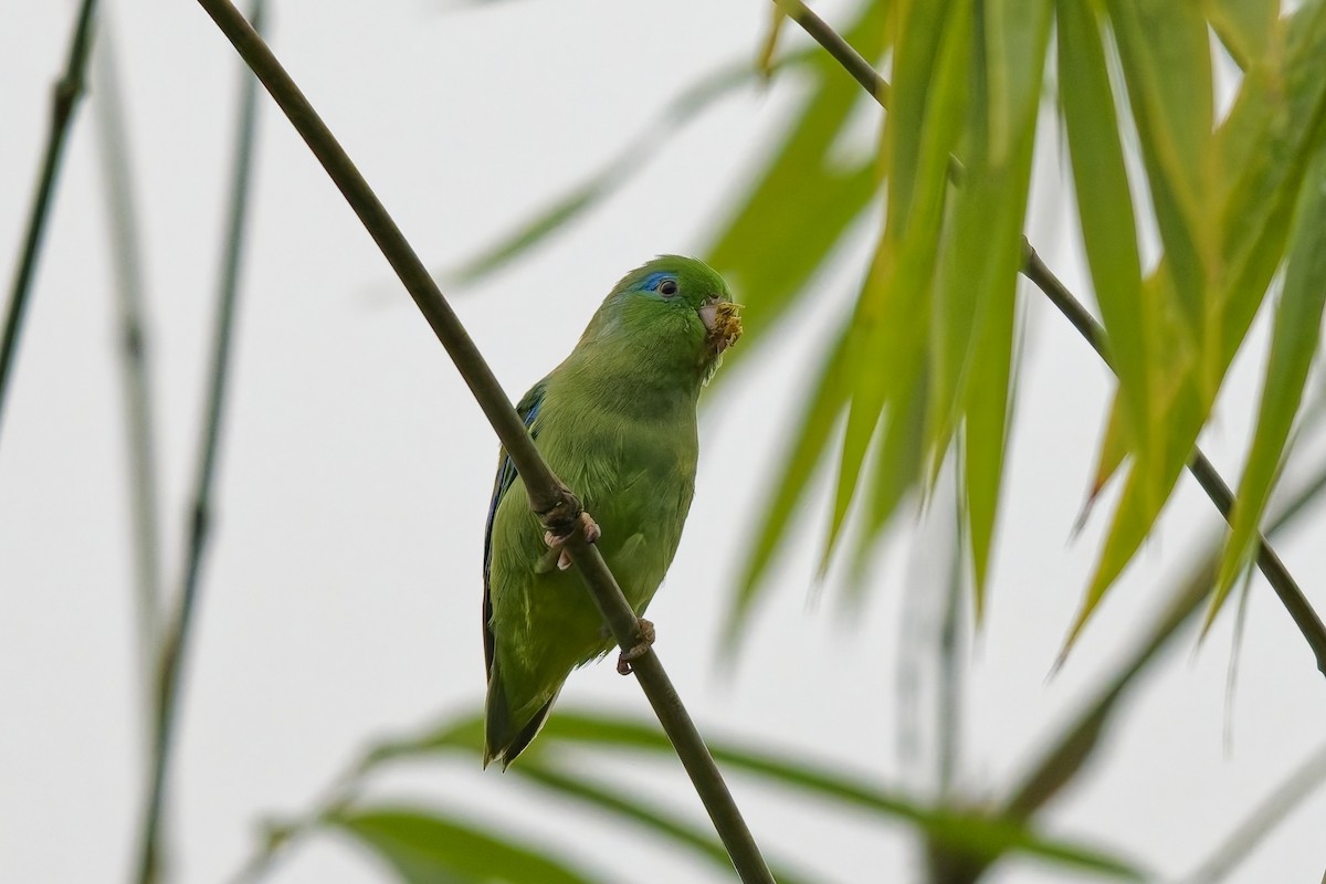 Spectacled Parrotlet - ML642574529