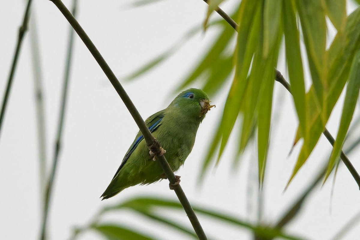 Spectacled Parrotlet - ML642574532