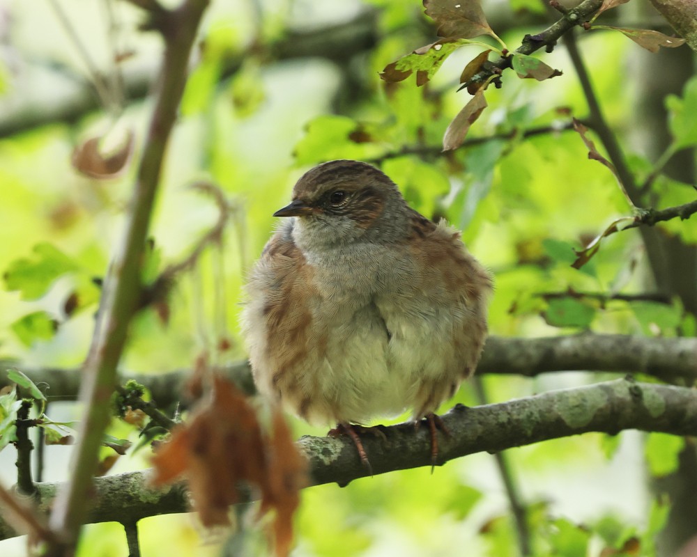 Dunnock - ML642574570