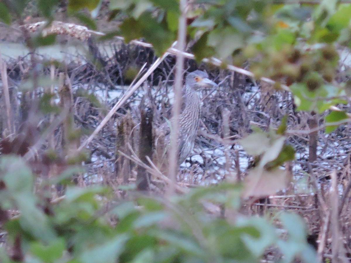 Yellow-crowned Night Heron - ML64257461