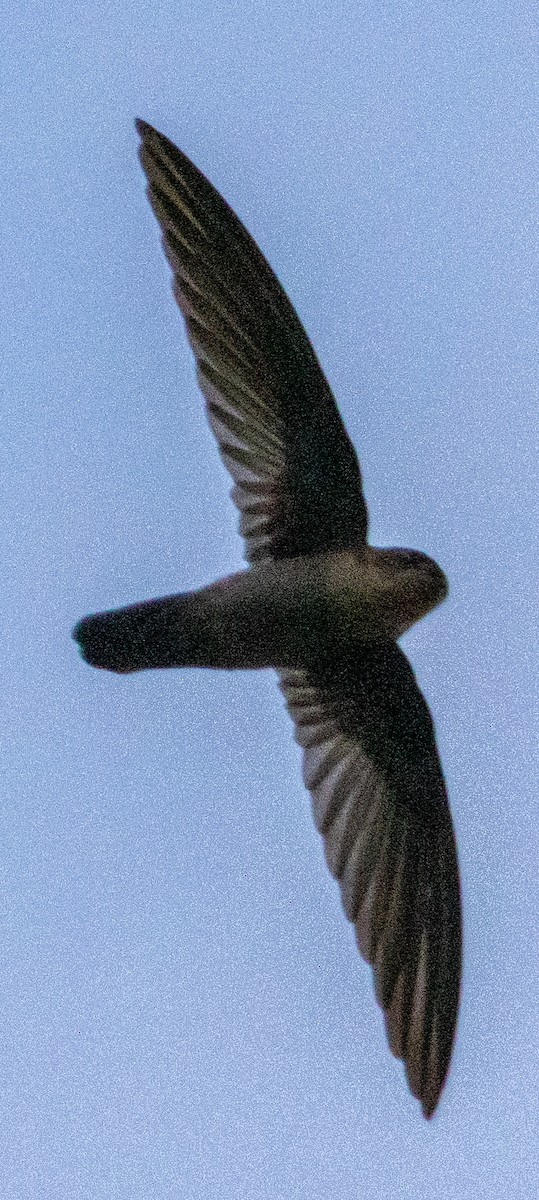Uniform Swiftlet - ML642574636