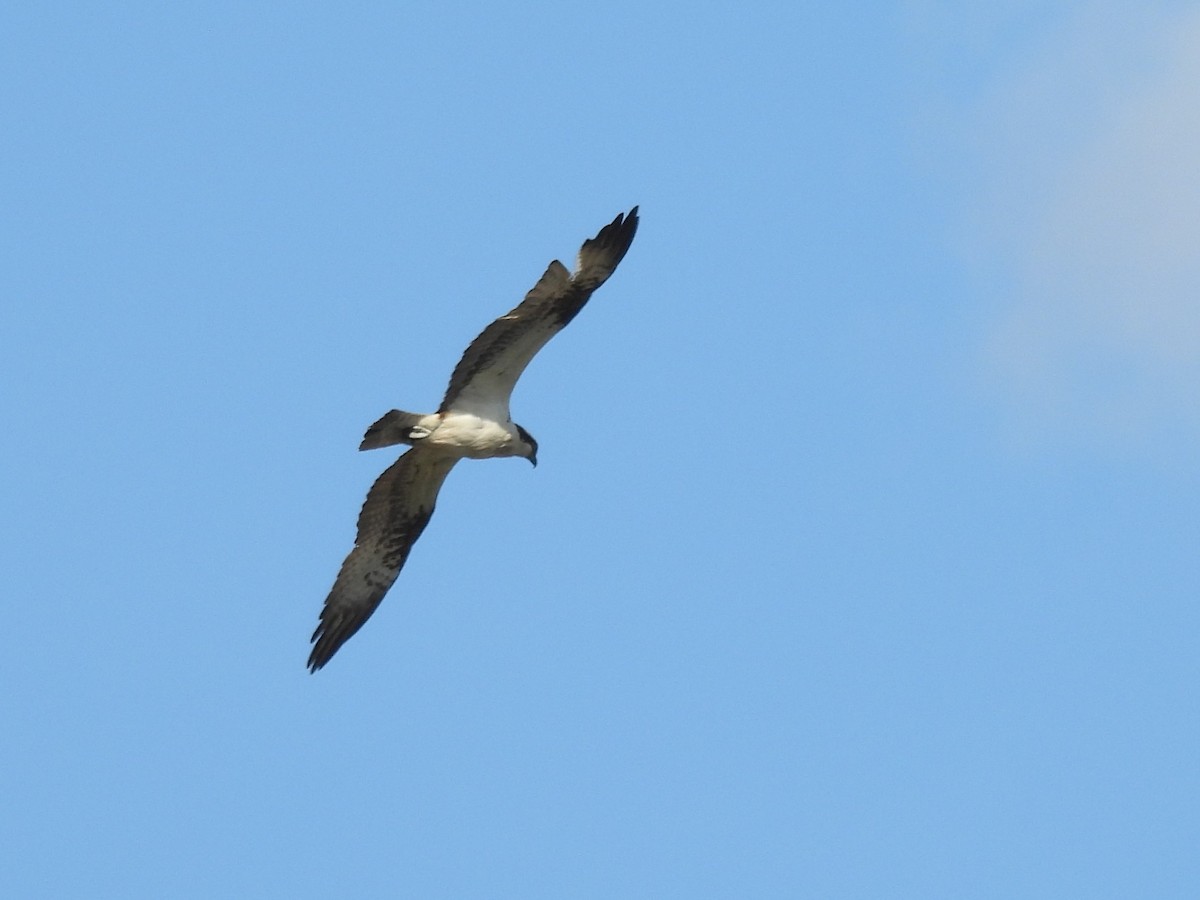 Osprey - ML642574663