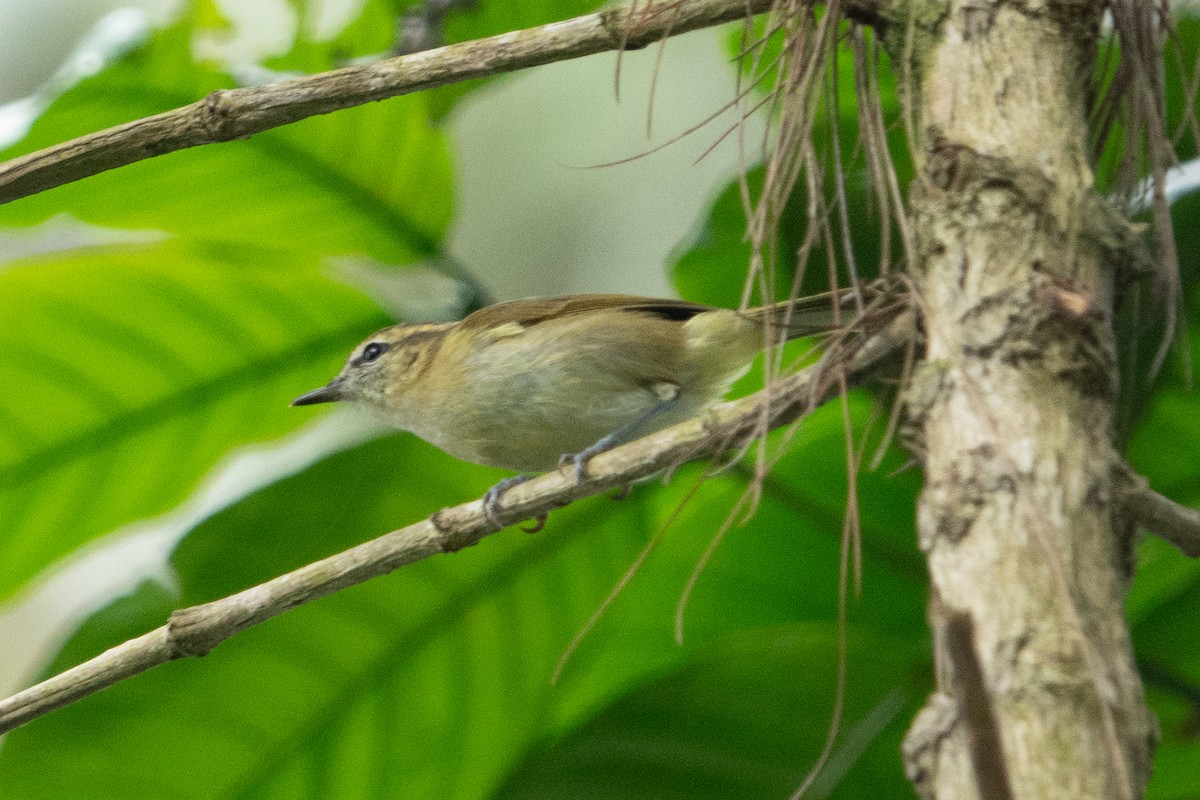 Lompobattang Leaf Warbler - ML642574668