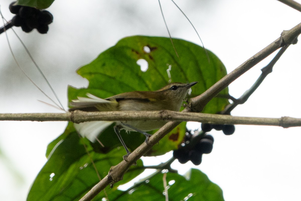 Lompobattang Leaf Warbler - ML642574670