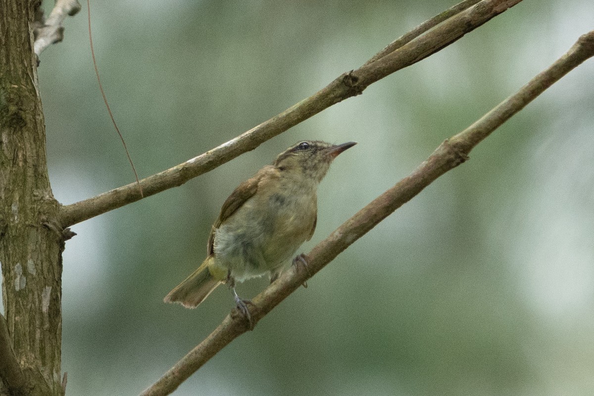 Lompobattang Leaf Warbler - ML642574671