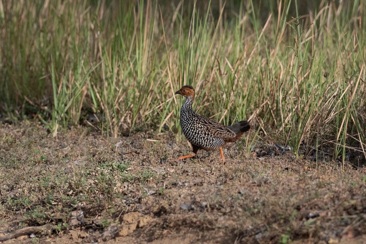 Painted Francolin - ML642574672