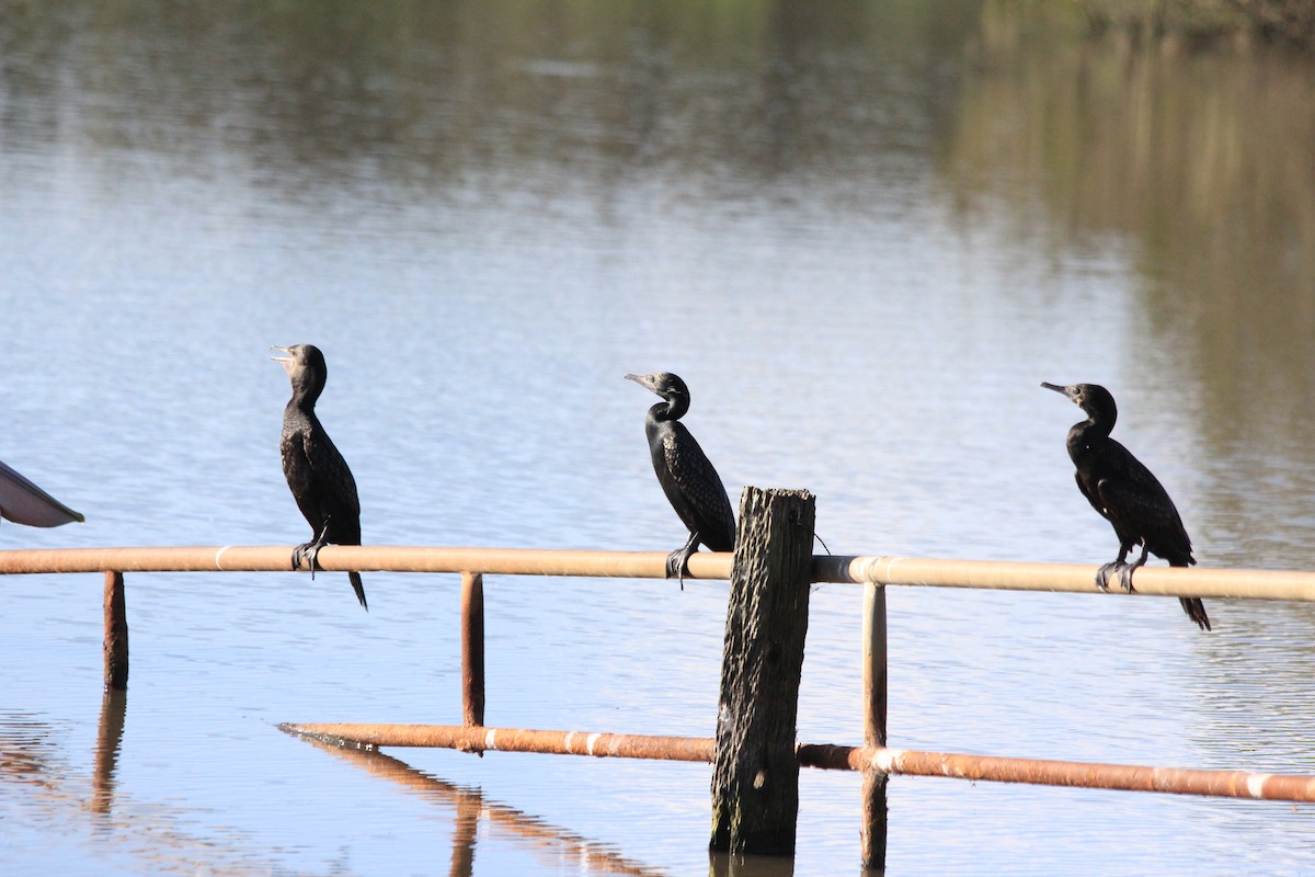 Little Black Cormorant - ML642574689