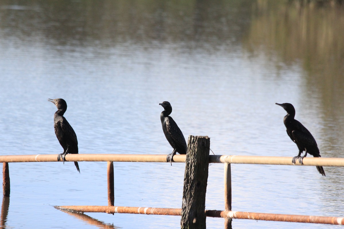 Little Black Cormorant - ML642574690