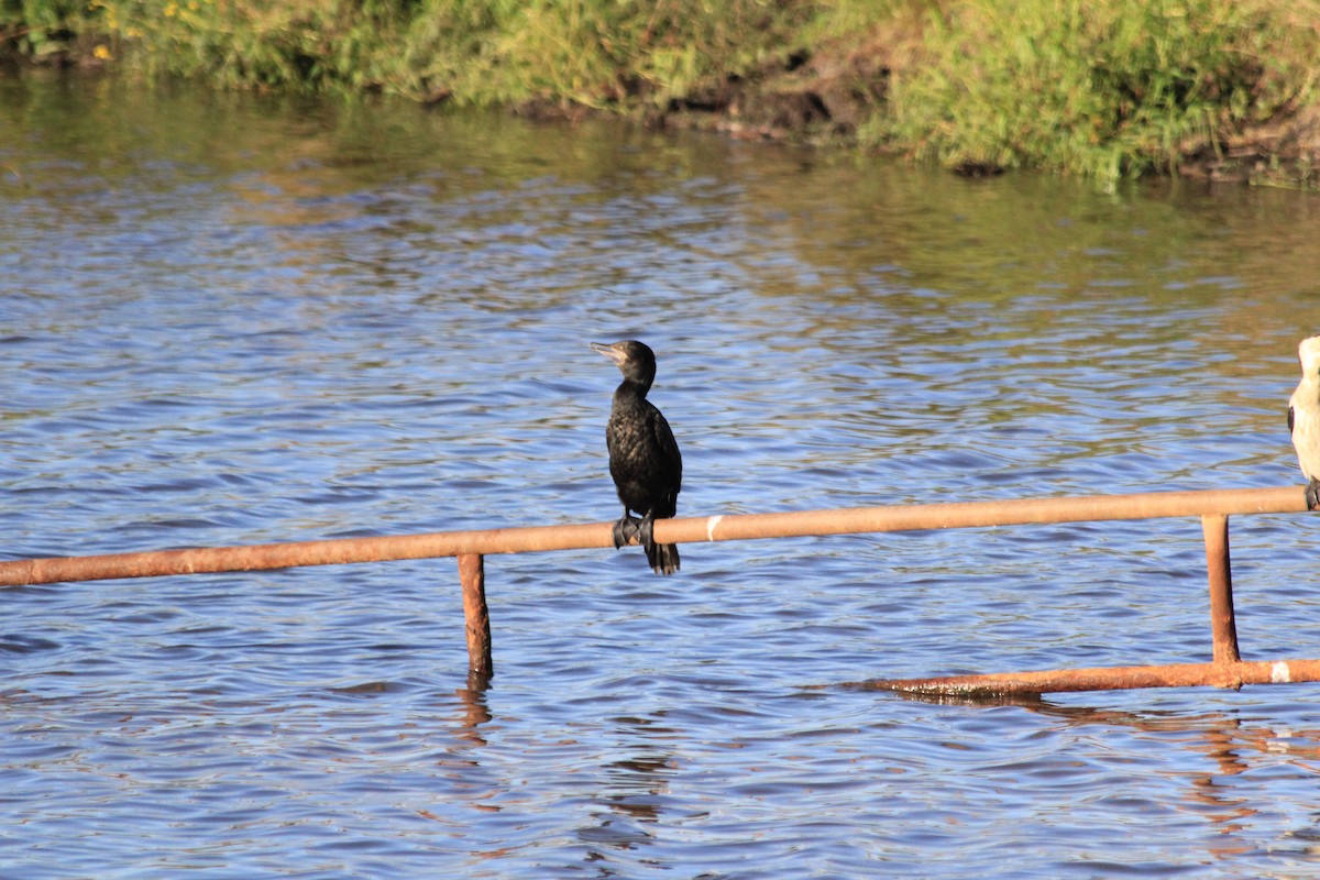 Little Black Cormorant - ML642574692