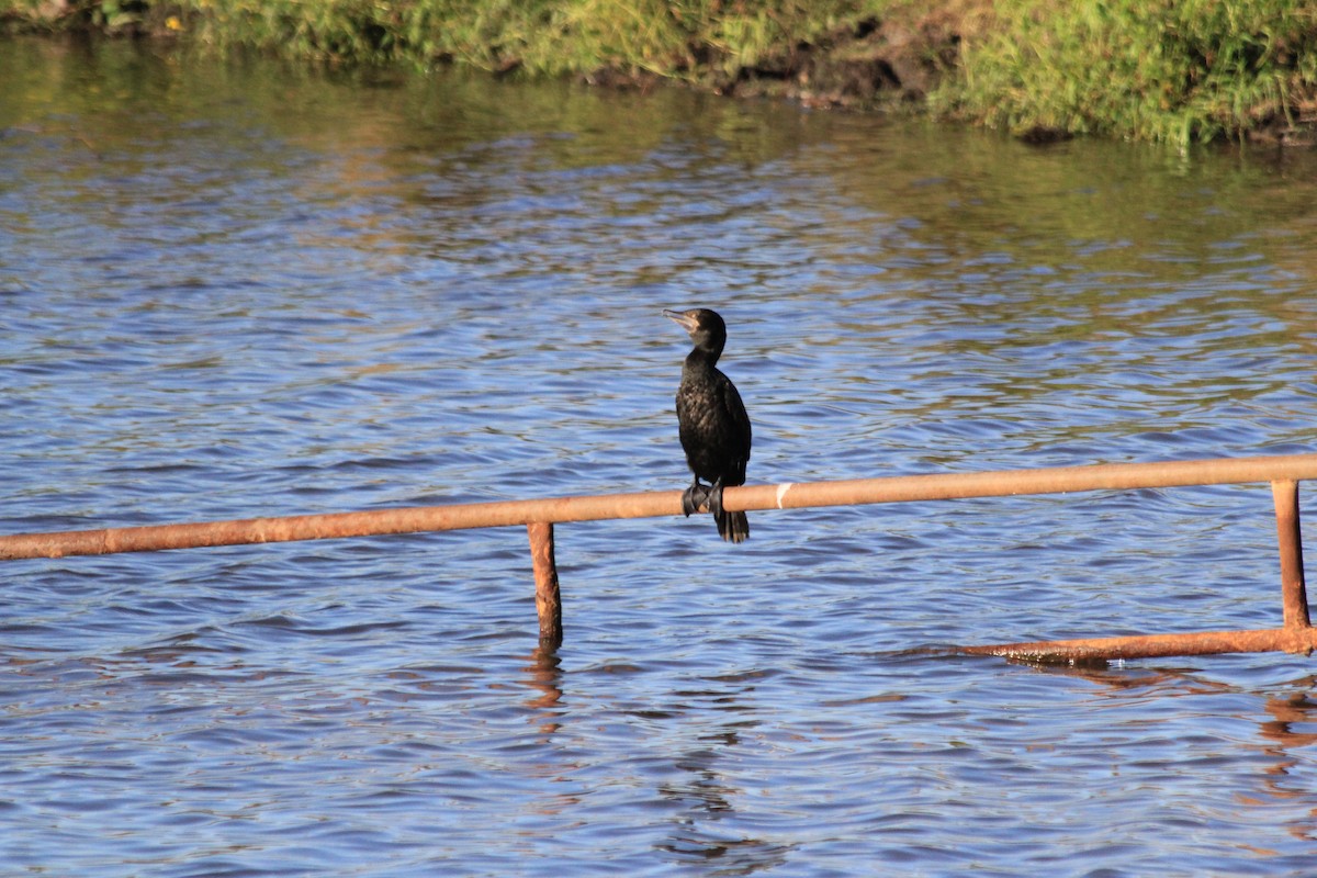Little Black Cormorant - ML642574693