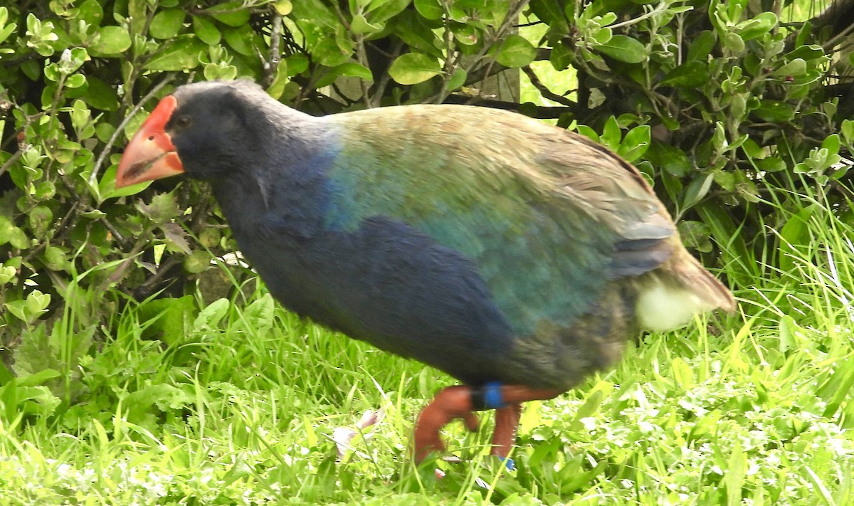 South Island Takahe - ML642574697