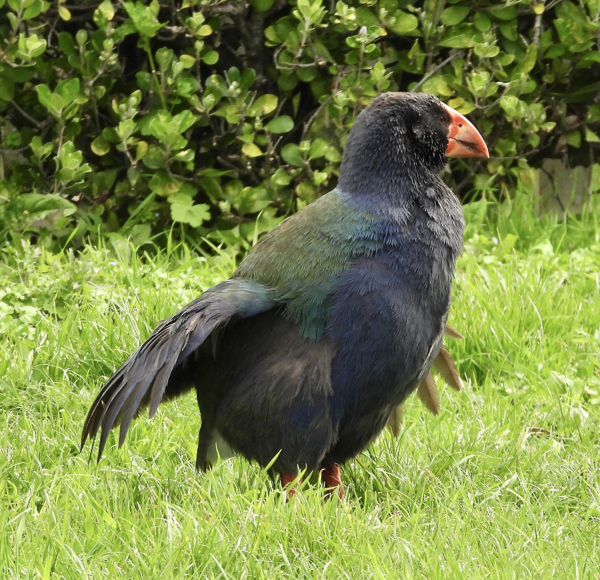 South Island Takahe - ML642574698