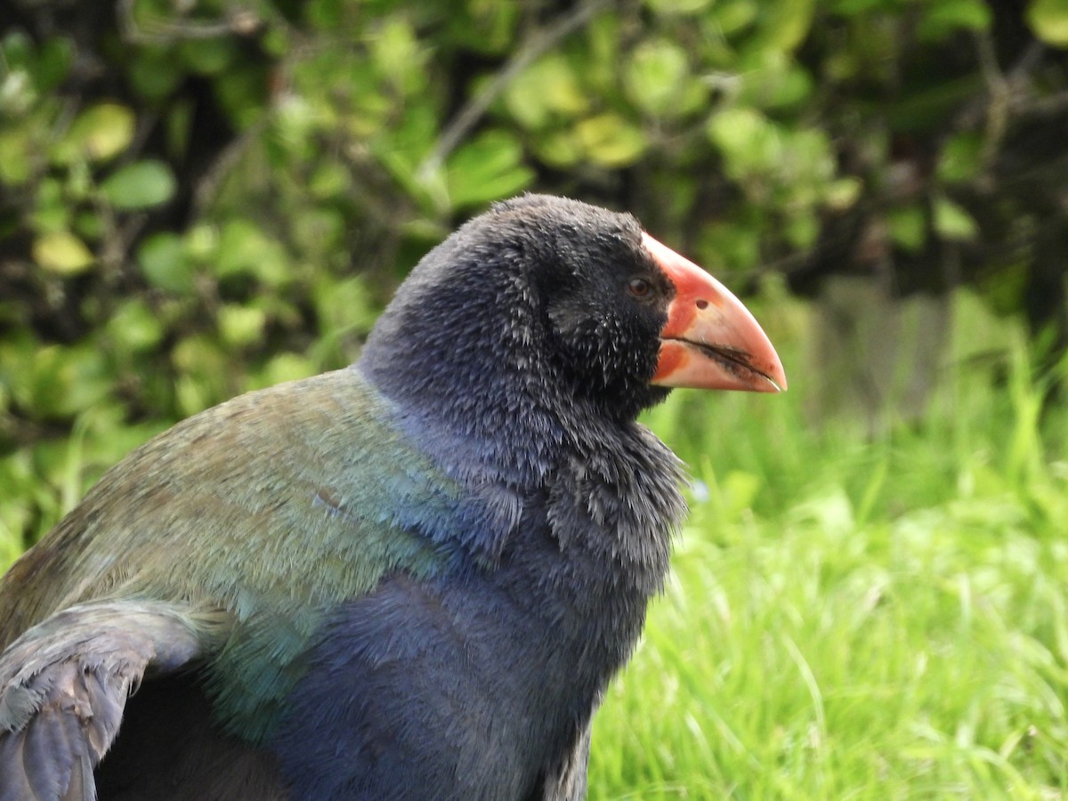 South Island Takahe - ML642574699