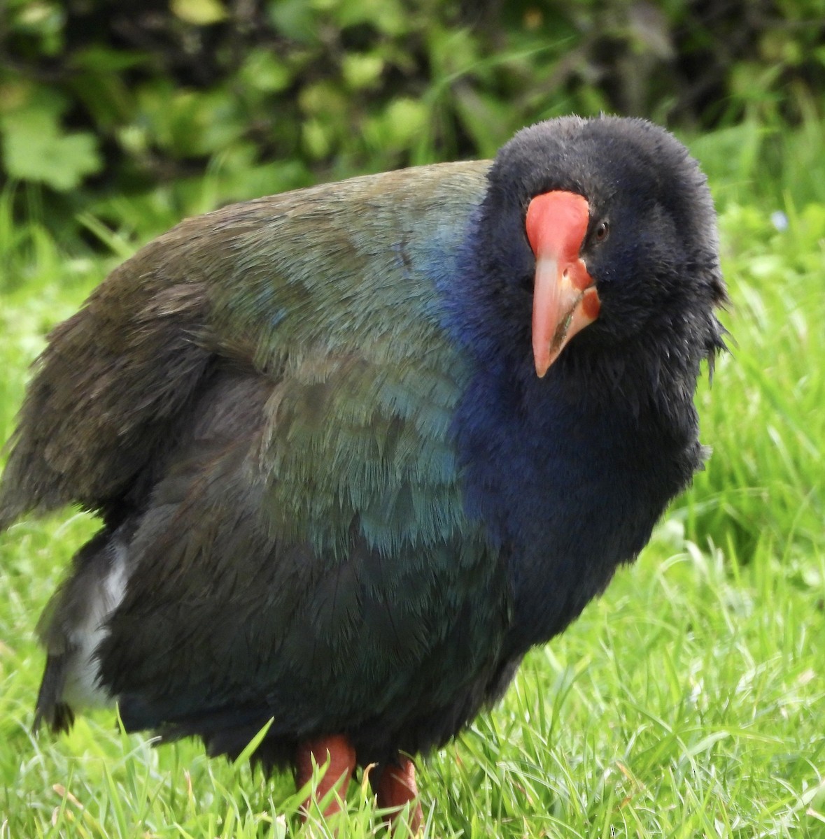 South Island Takahe - ML642574700