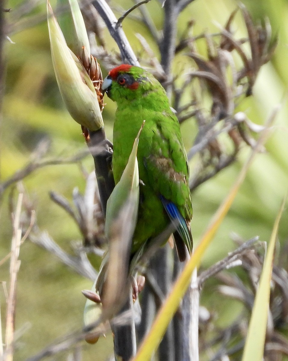 Red-crowned Parakeet - ML642574709
