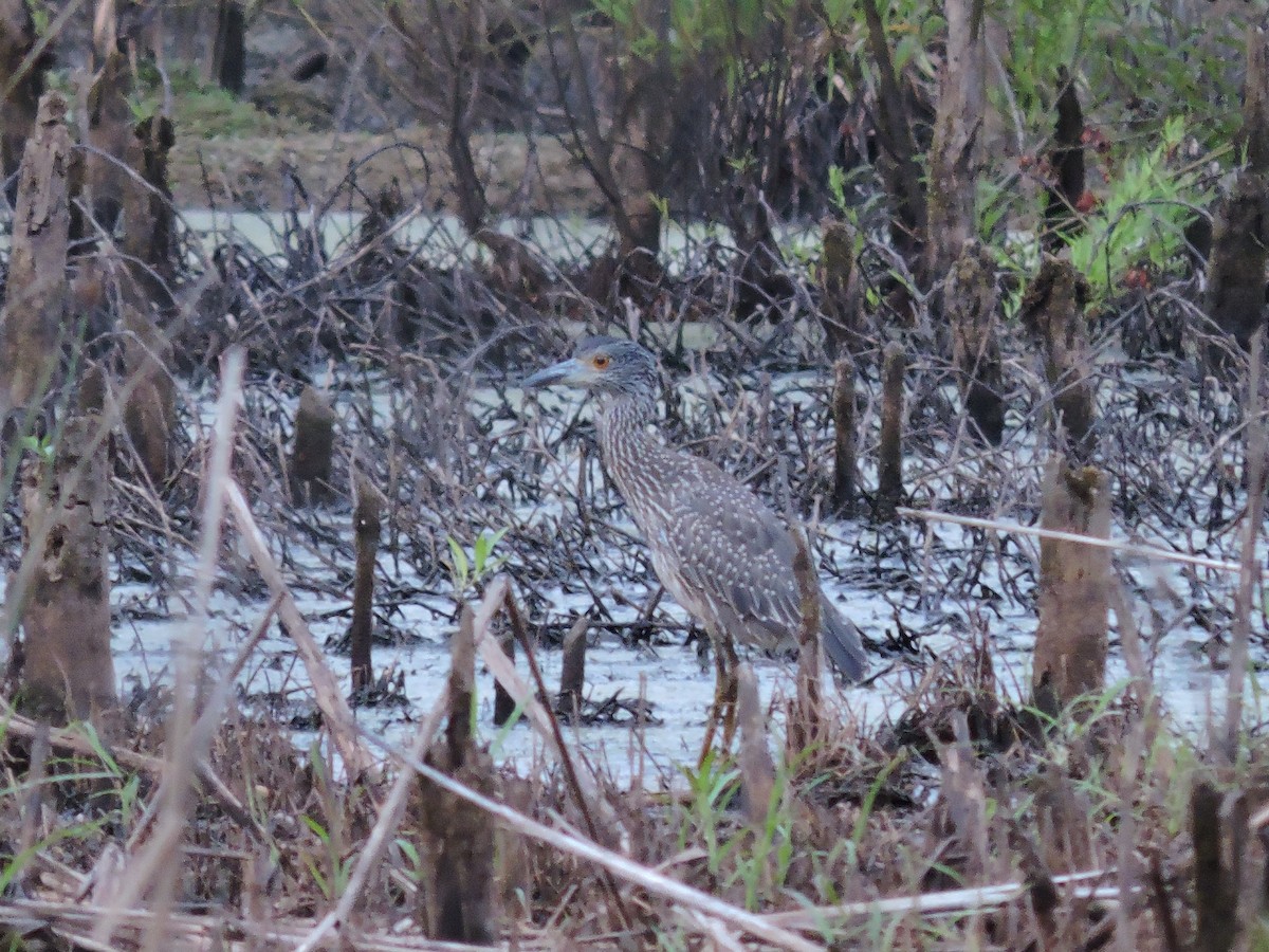 Yellow-crowned Night Heron - ML64257471