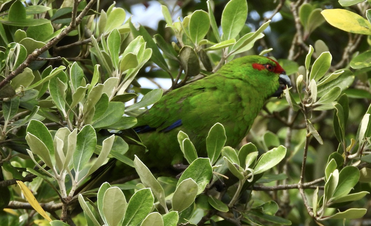 Red-crowned Parakeet - ML642574710