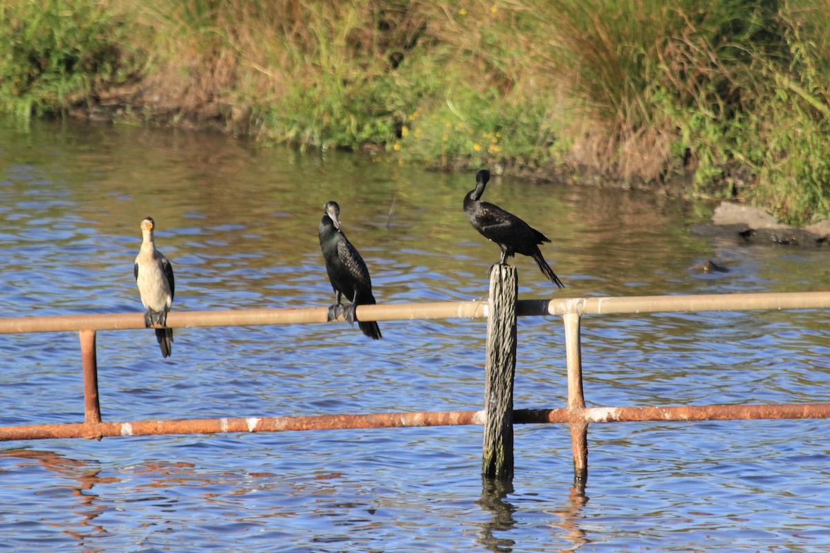 Little Pied Cormorant - ML642574711
