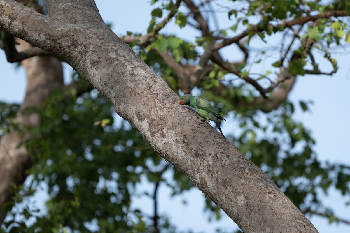 Layard's Parakeet - ML642574731