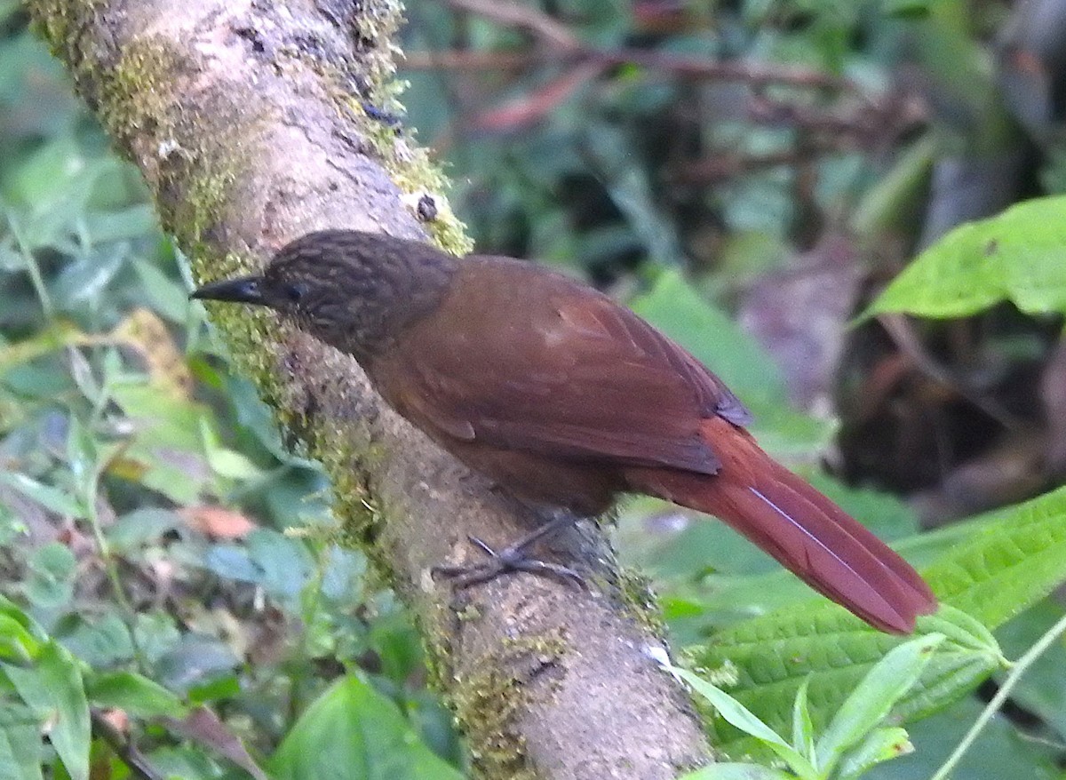 Streak-capped Treehunter - ML642574739