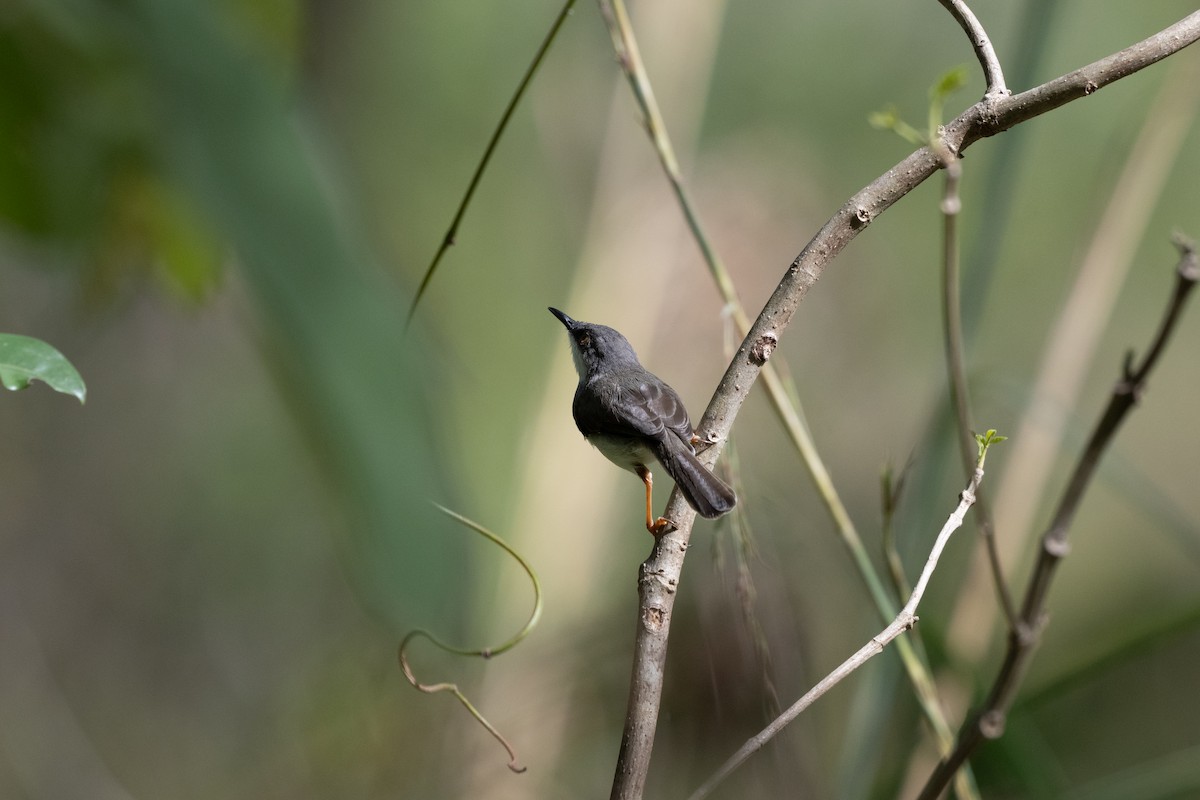 Gray-breasted Prinia - ML642574747