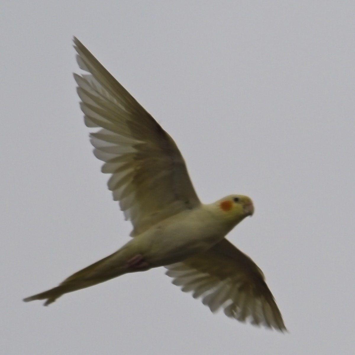Cockatiel (Domestic type) - ML642574757
