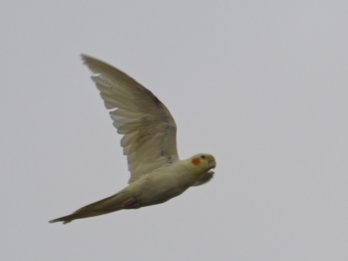 Cockatiel (Domestic type) - ML642574758