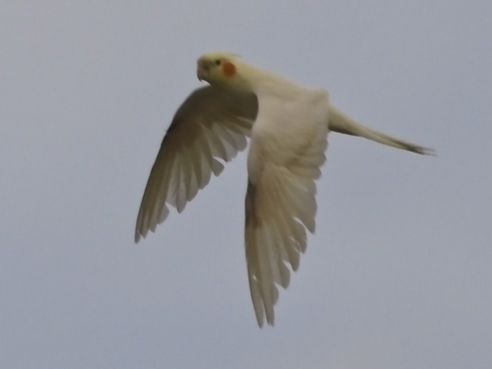 Cockatiel (Domestic type) - ML642574759