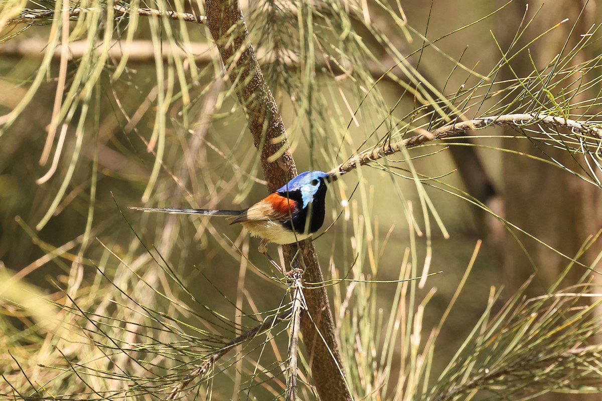 Purpurrücken-/Weißbauch-Staffelschwanz - ML642574761