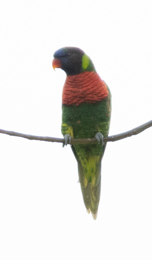 Coconut Lorikeet - ML642574792
