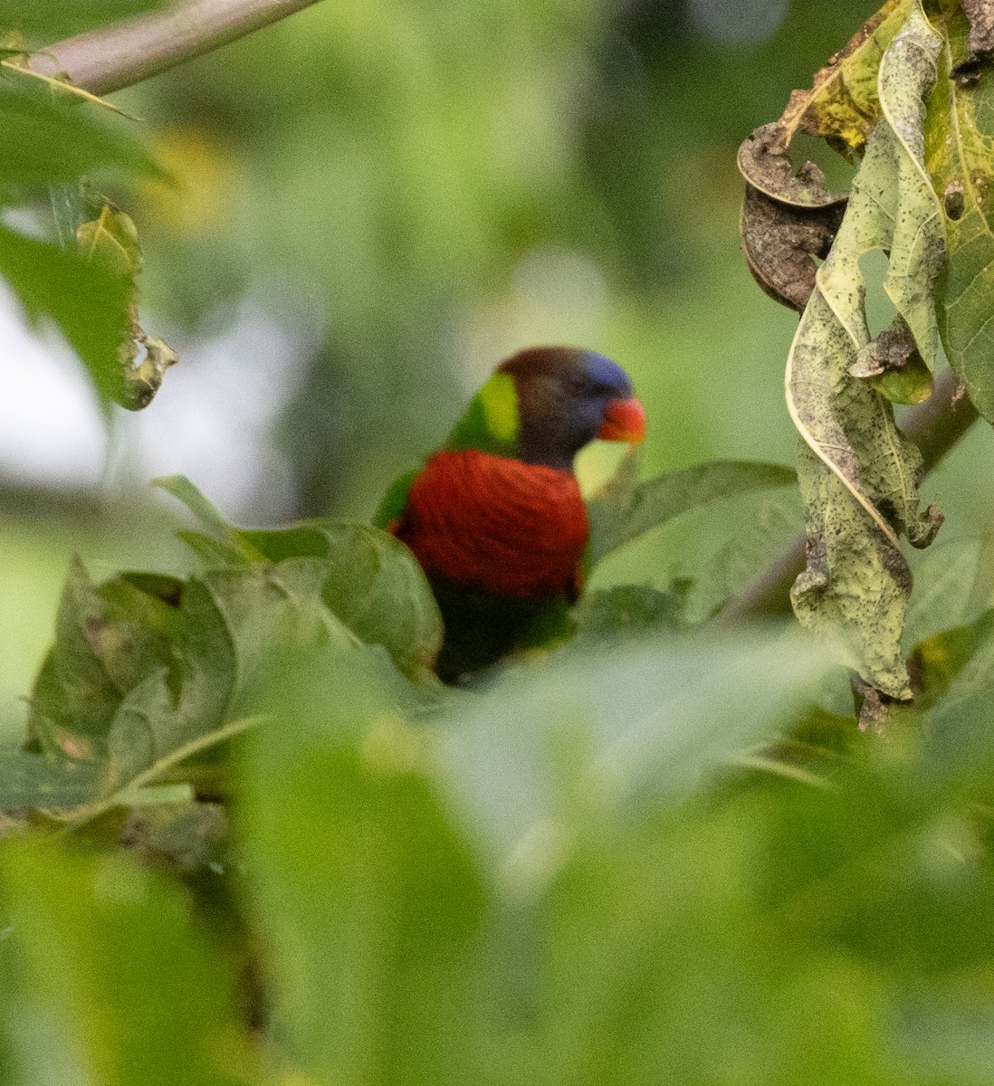 Coconut Lorikeet - ML642574793