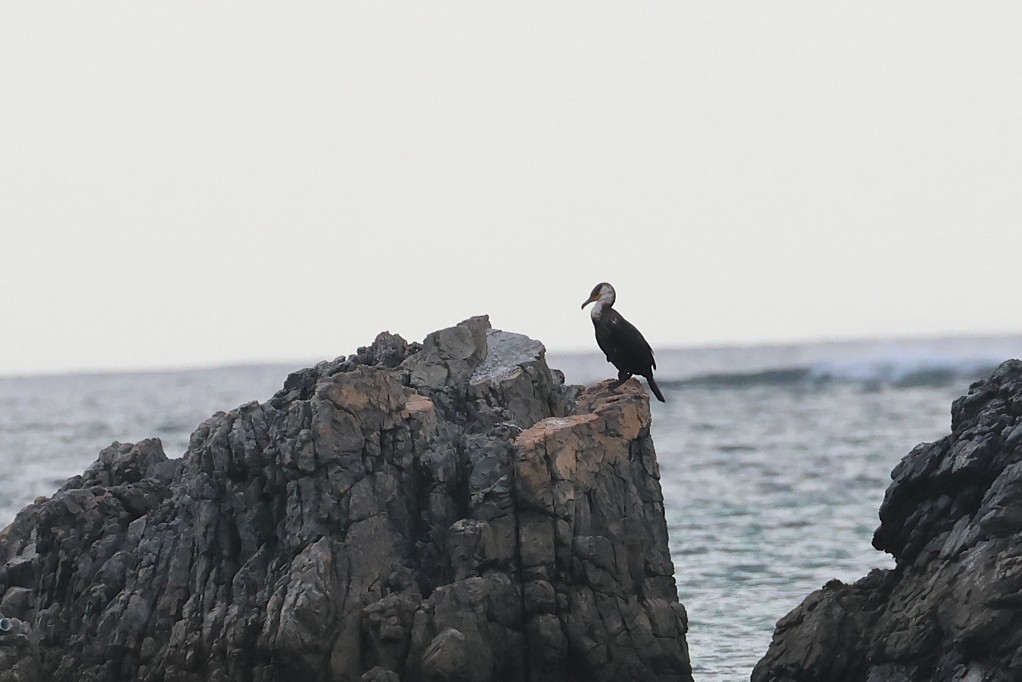 Japanese Cormorant - ML642574794