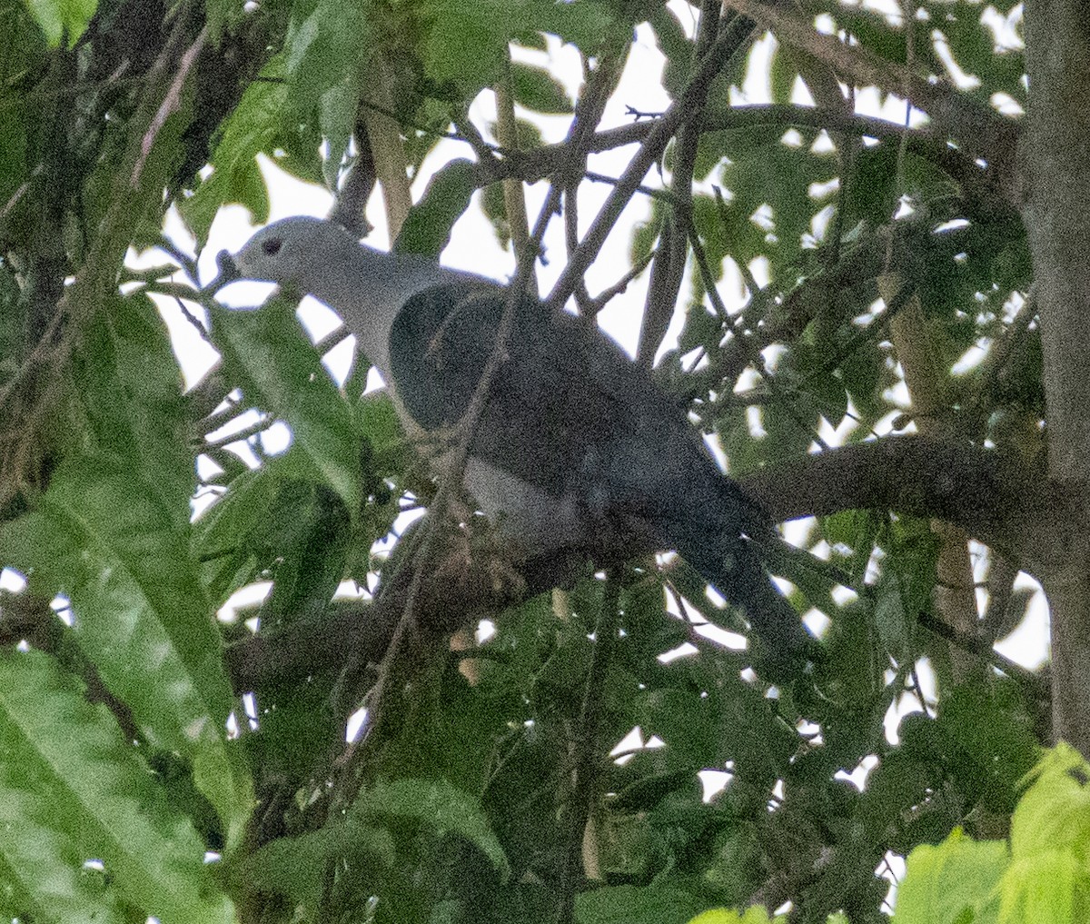 Pacific Imperial-Pigeon - ML642574799