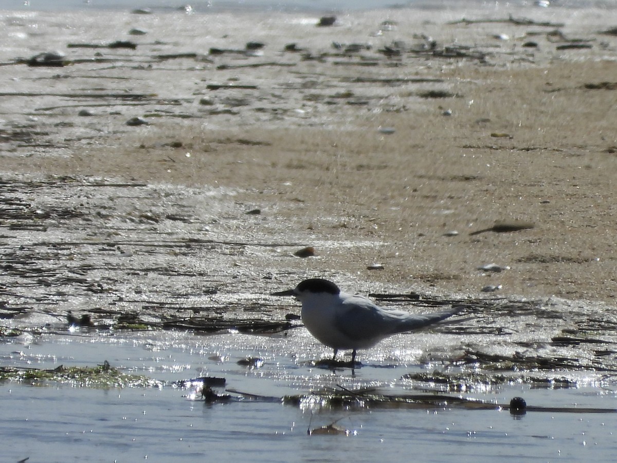 White-fronted Tern - ML642574803
