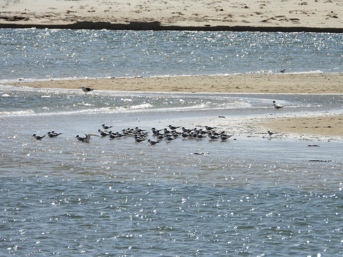 White-fronted Tern - ML642574804