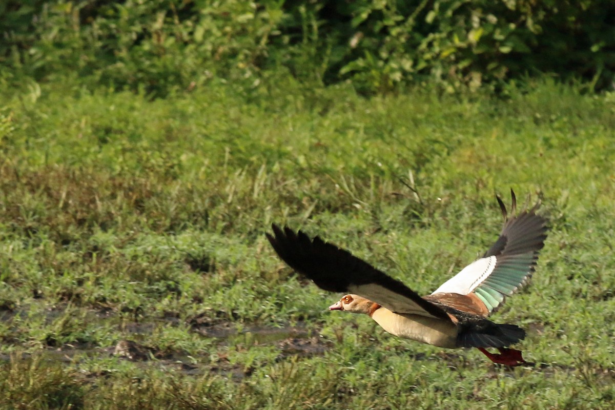 Nilgans - ML642574824