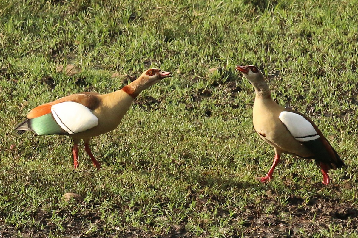 Nilgans - ML642574825