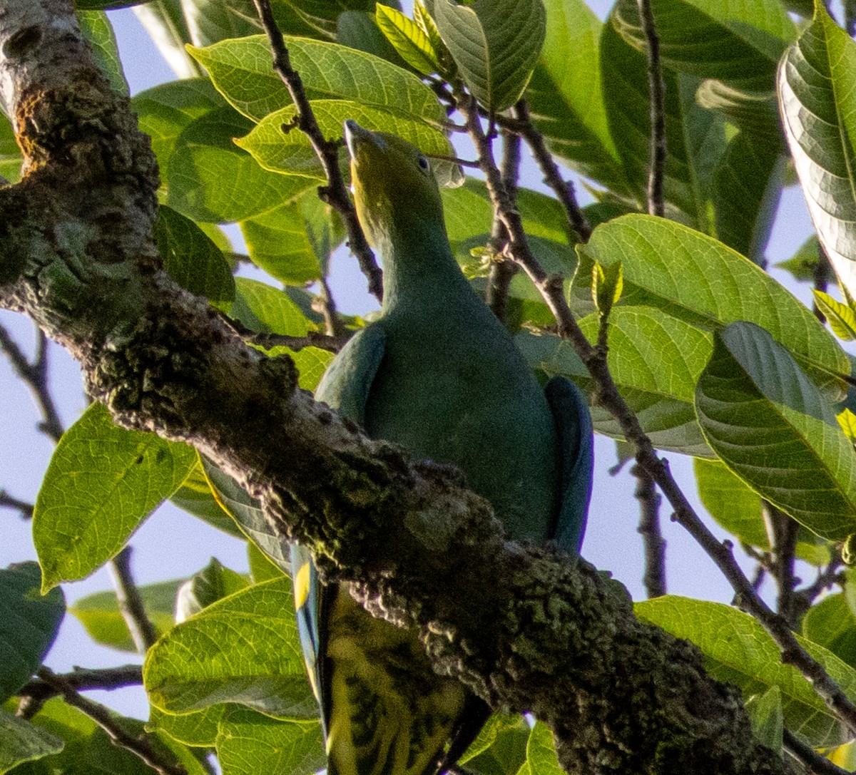 Tanna Fruit-Dove - ML642574827
