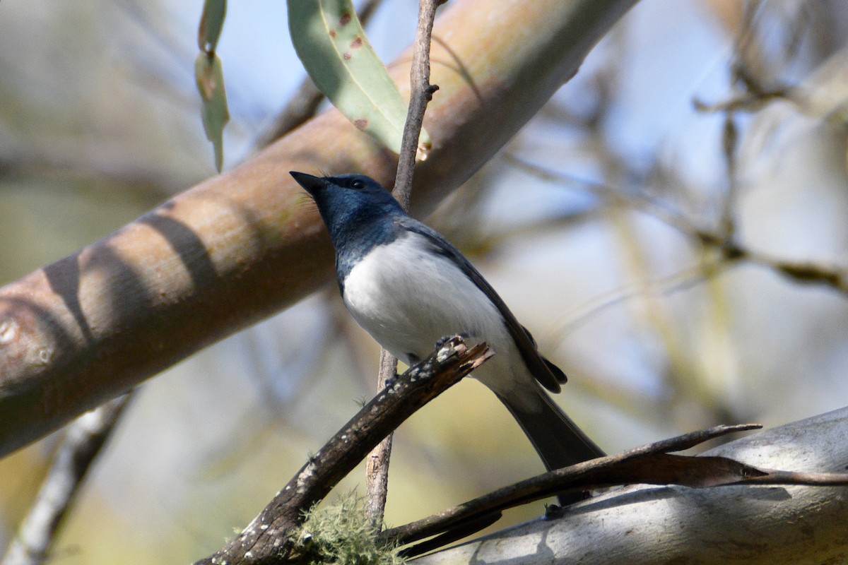Leaden Flycatcher - ML642574828