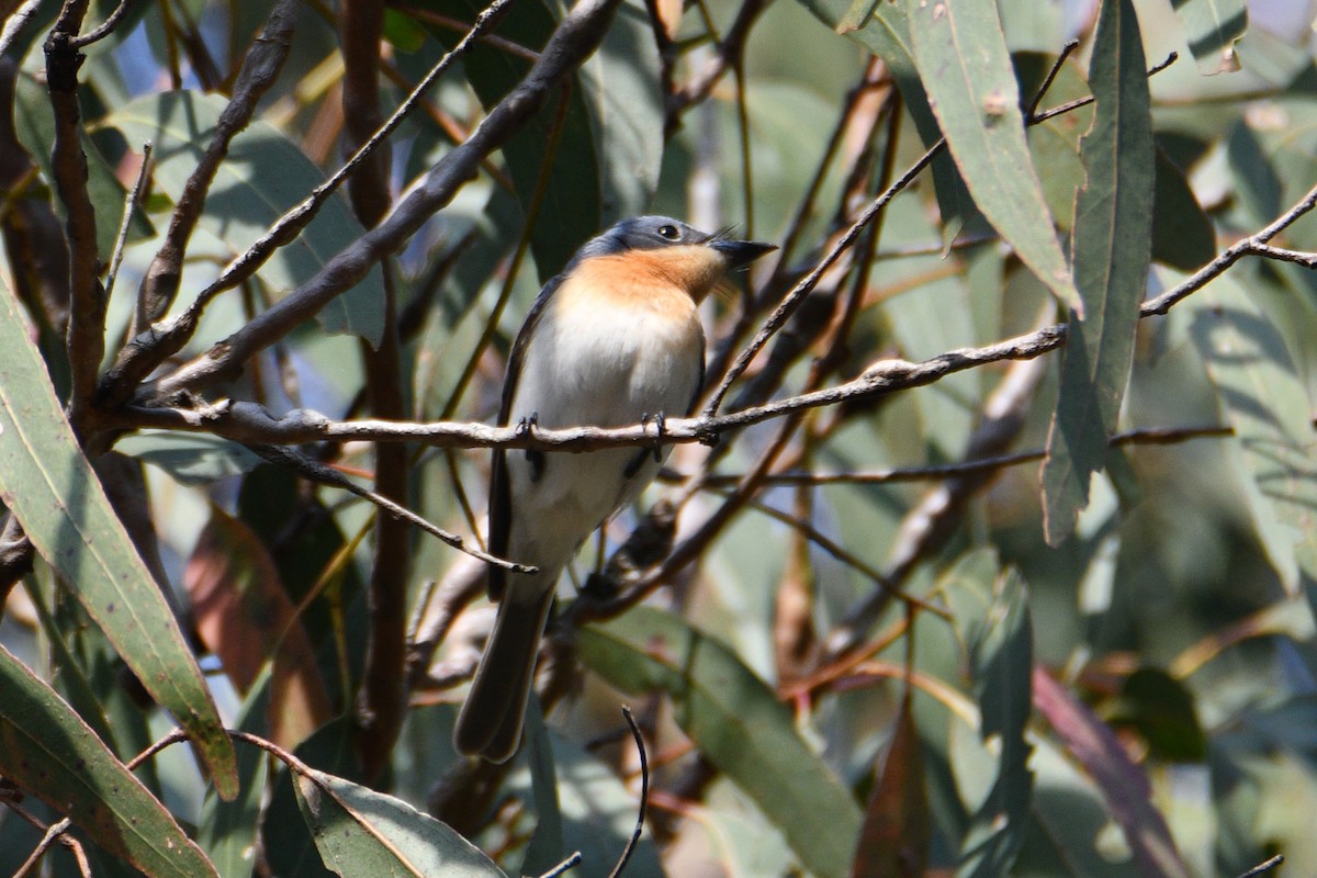 Leaden Flycatcher - ML642574829