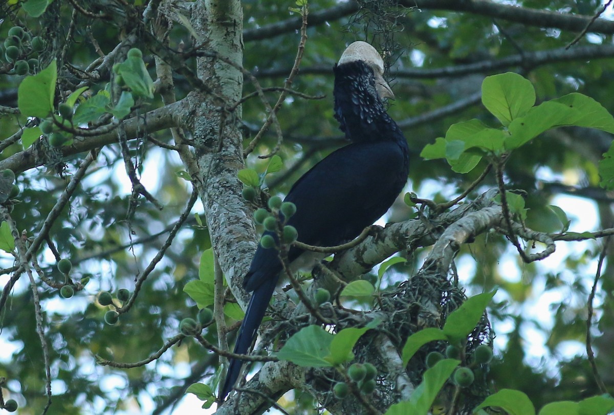 Silberwangen-Hornvogel - ML642574872