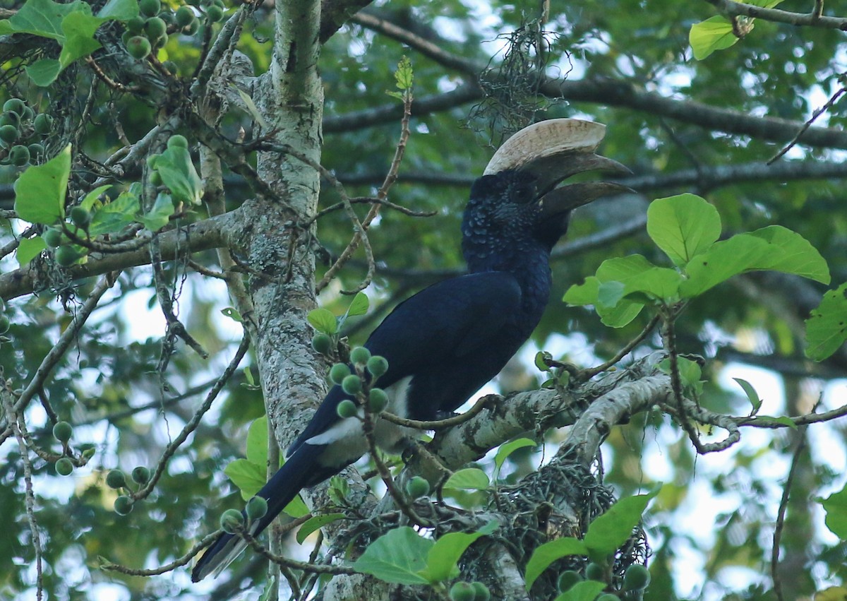 Silberwangen-Hornvogel - ML642574873