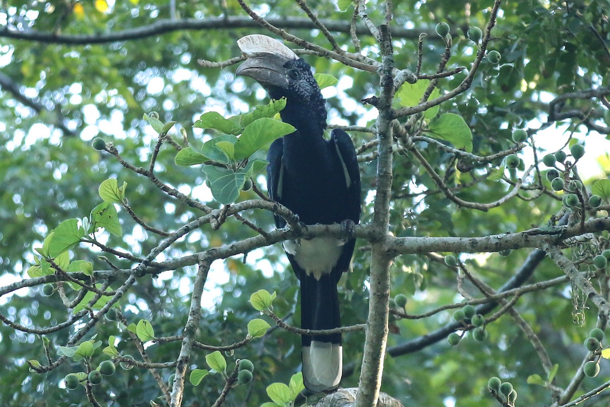 Silberwangen-Hornvogel - ML642574874